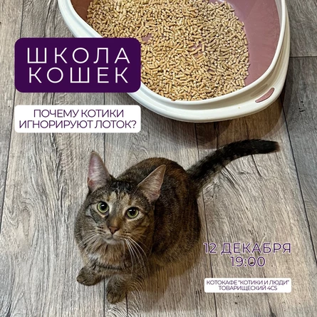 "Школа кошек" в котокафе. Почему кошки игнорируют лоток. 18+