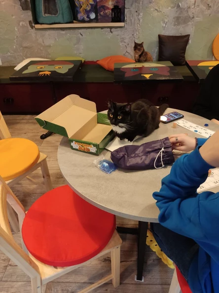 Выбрать кошку для того, чтобы взять в семью.