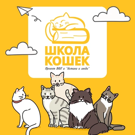 Школа кошек