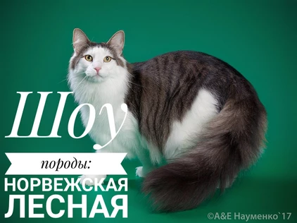 Шоу породы: норвежская лесная