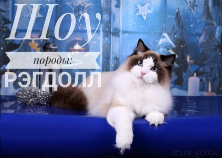 Шоу породы: рэгдолл
