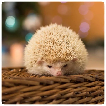 Все о породе: африканский карликовый еж