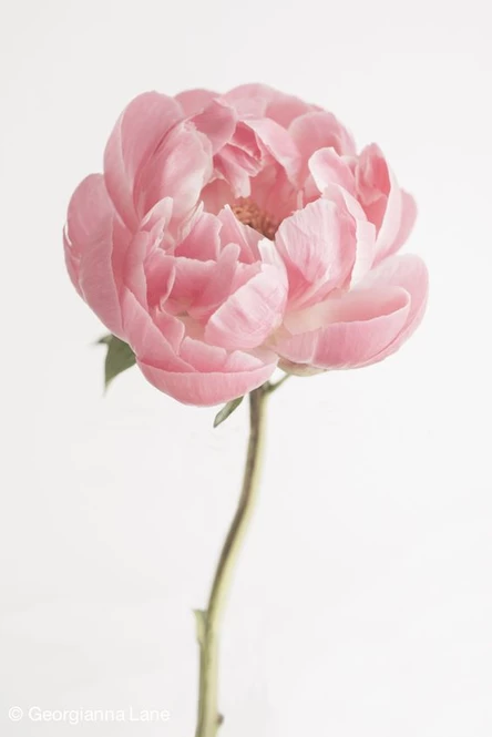 Рисовать Суми-Э (Гохуа) — Пионы