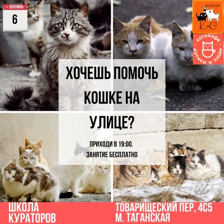 Школа кураторов