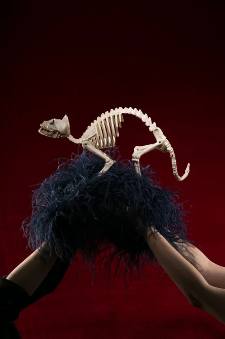 The BlueStocking