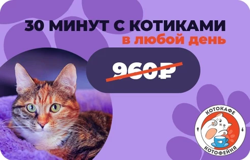 30 минут с котиками (действует в любой день)
