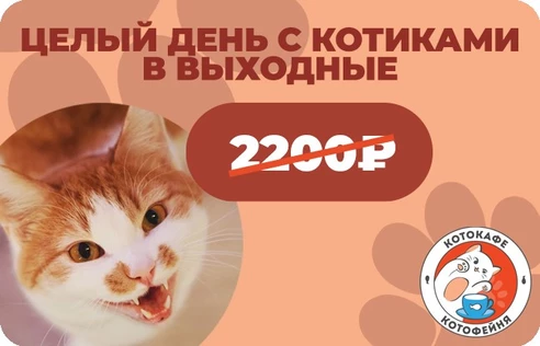 Целый день с котиками в выходные (действует в любой выходной день)