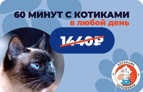 60 минут с котиками (действует в любой день)