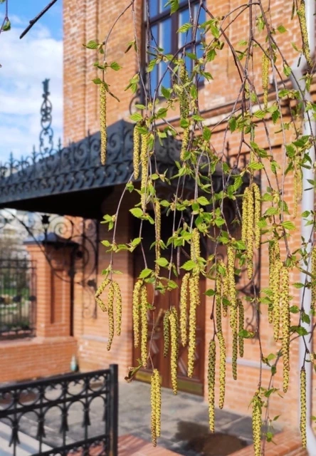 Вечер русского романса