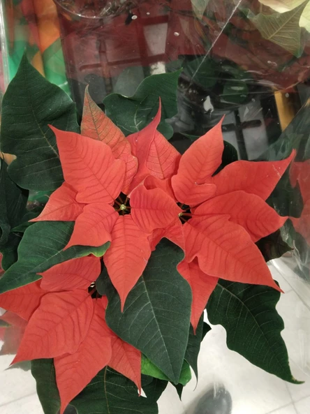 Времена года. Музыкальное путешествие в мерцании свечей