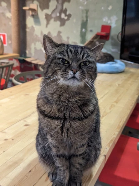 Посещение Котокафе Котики и люди (час)