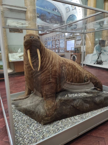 Экскурсия "Природа и методы исследований Арктики" в Музее Арктики и Антарктики 7-12 лет