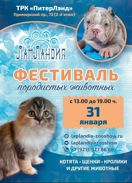 Фестиваль породистых домашних животных "ЛапЛандия"