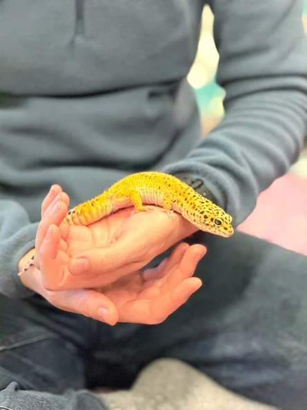 Мастерская с биологом и художником: "Гекконы"