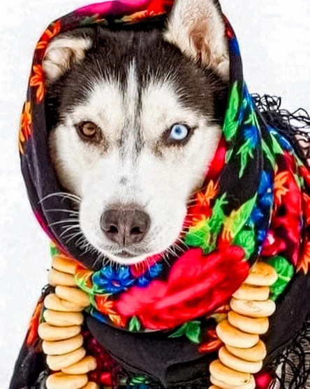 Хаски Масленица 21 февраля