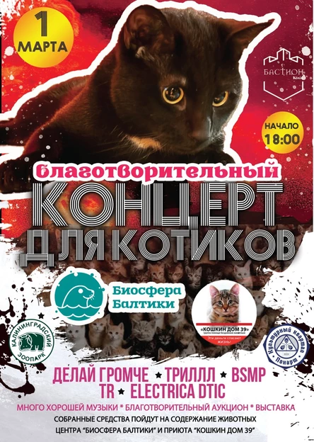 Благотворительный концерт для котиков