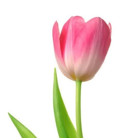 07’ Mar → Girls Power: flower day