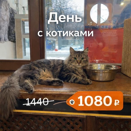 Весь день в котокафе (-25% за онлайн бронирование): любое котокафе "Котики и люди"