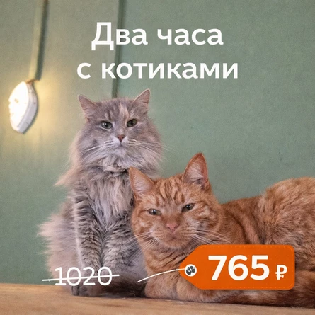 2 часа в котокафе (-25% за онлайн бронирование): любое котокафе "Котики и люди"