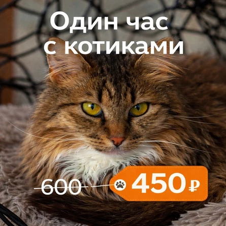 1 час в котокафе (-25% за онлайн бронирование): любое котокафе "Котики и люди"