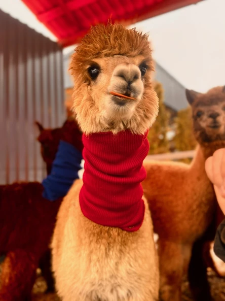 Услуга посещение парка Альпак