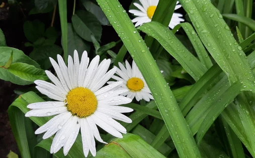 Организация мероприятия