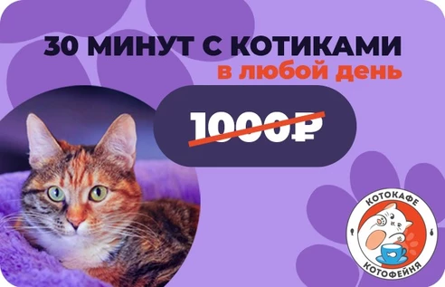 30 минут с котиками (действует в любой день)