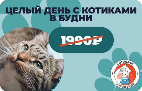 Целый день с котиками в будни (действует в любой будний день)