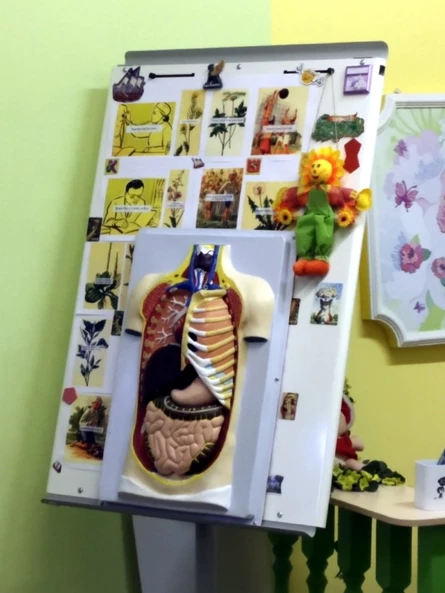 Военно-медицинский музей "Занимательная анатомия" 5-7 лет